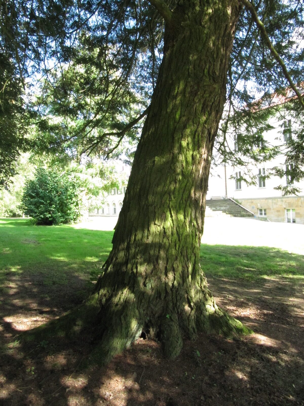 Tsuga canadensis - Schloss Beberbeck - Sept. 2023