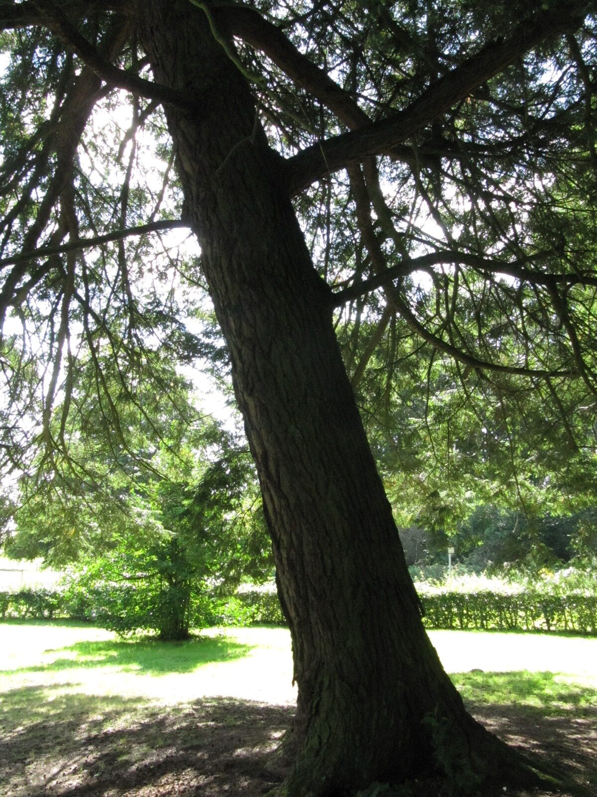 Tsuga canadensis - Schloss Beberbeck - Sept. 2023