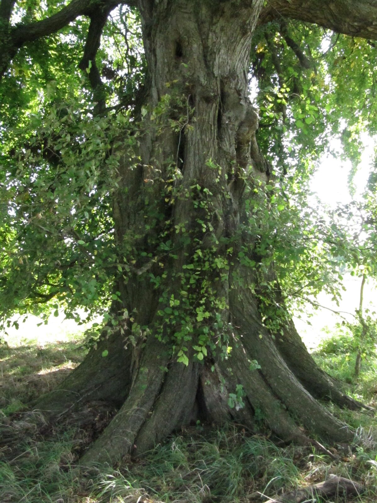 Ulmus laevis - Hohenkirchen - Sept. 2023