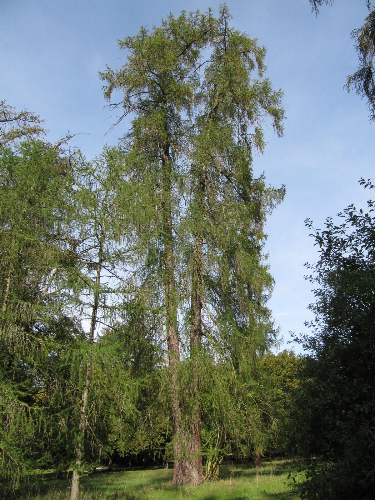 Larix decidua - Schloss Wilhelmstal - Sept. 2023