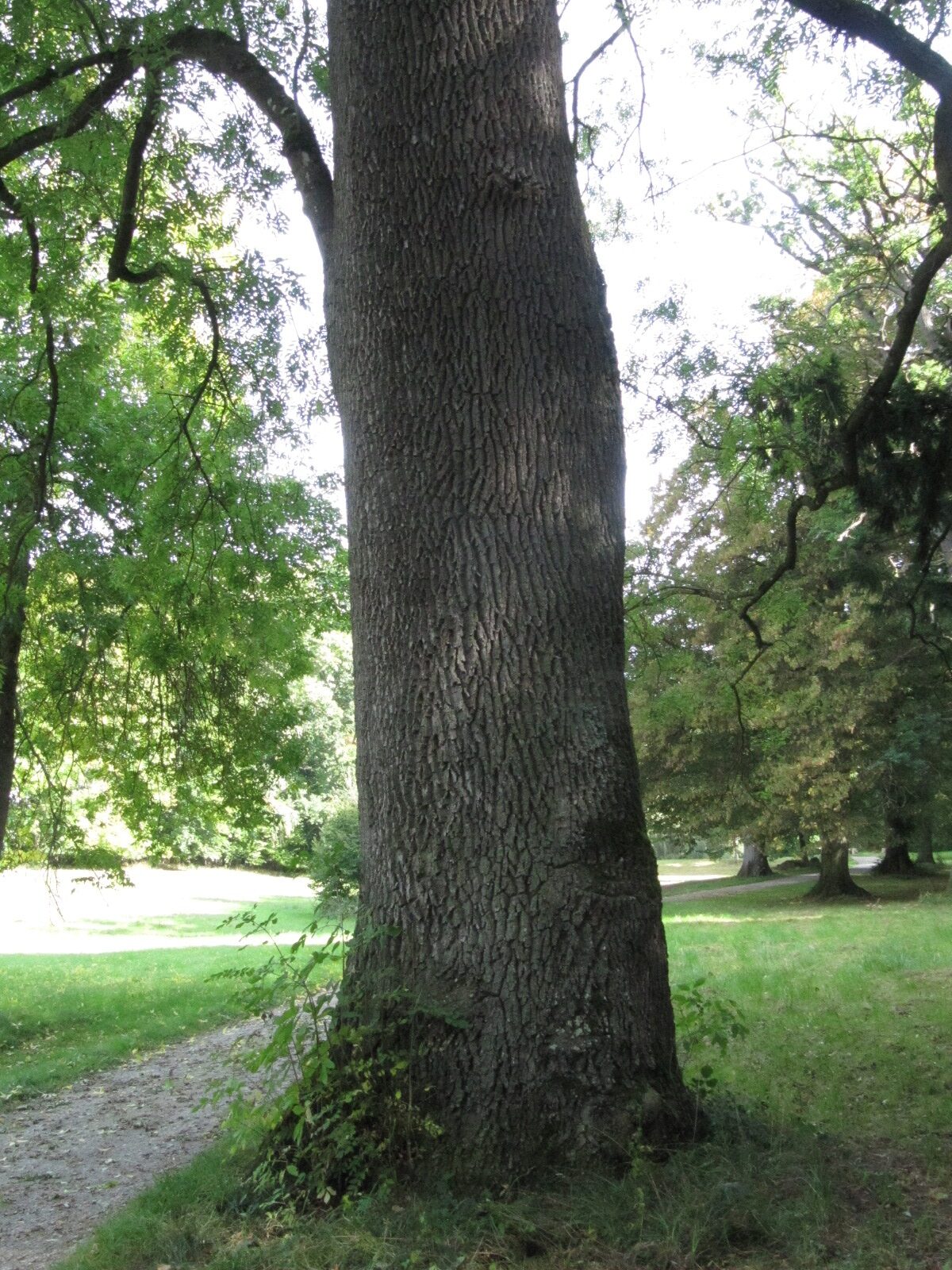 Fraxinus excelsior - Schloss Wilhelmstal - Sept. 2023