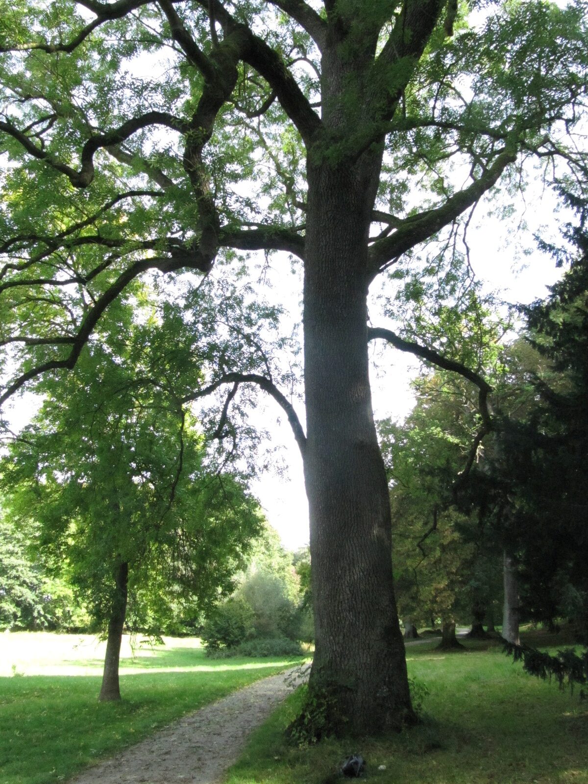Fraxinus excelsior - Schloss Wilhelmstal - Sept. 2023