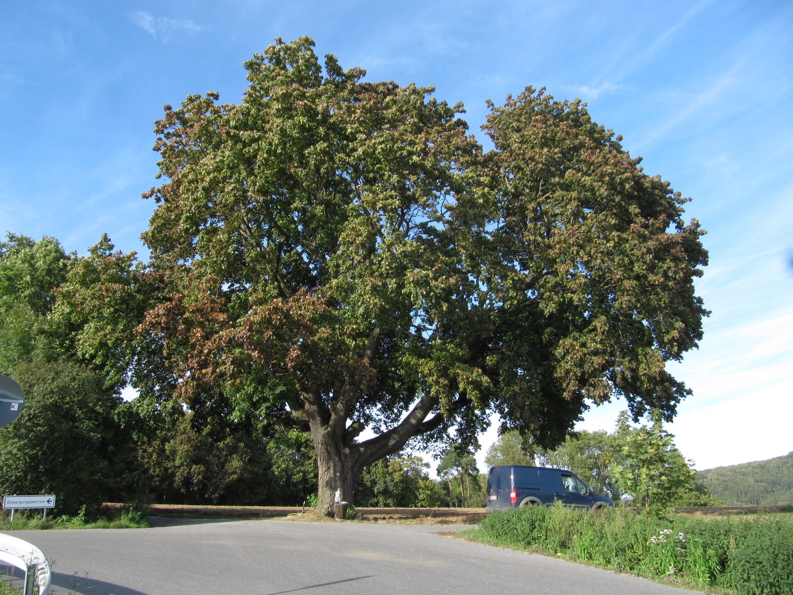Acer platanoides - Hofgeismar - Sept. 2023
