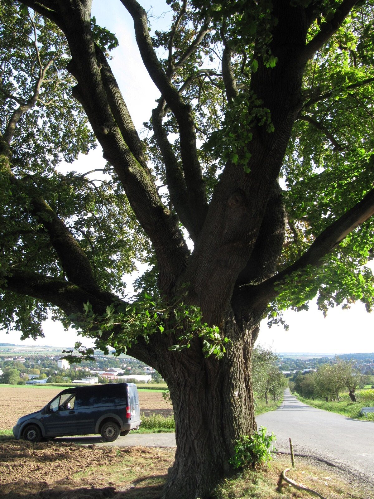 Acer platanoides - Hofgeismar - Sept. 2023