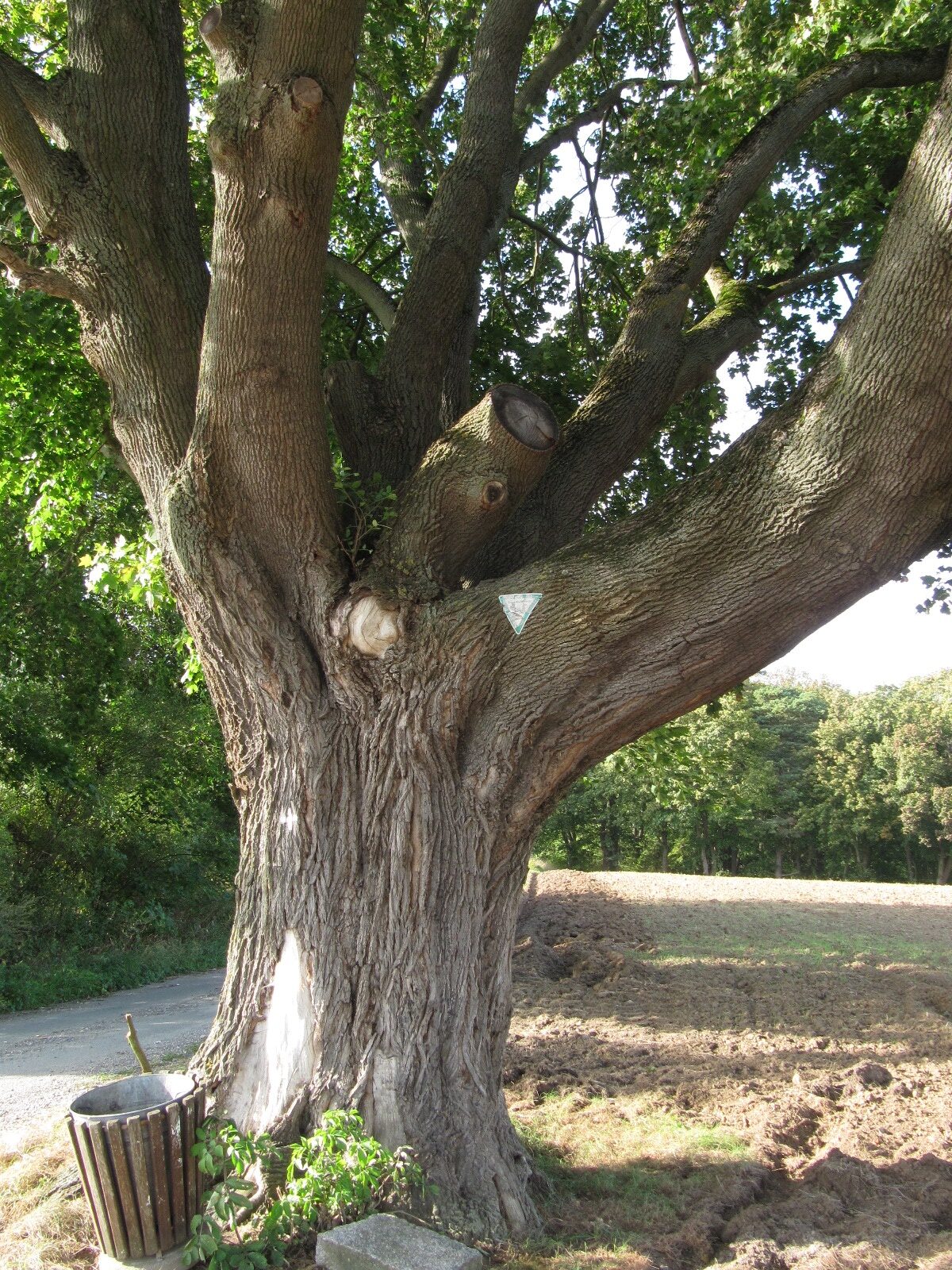 Acer platanoides - Hofgeismar - Sept. 2023