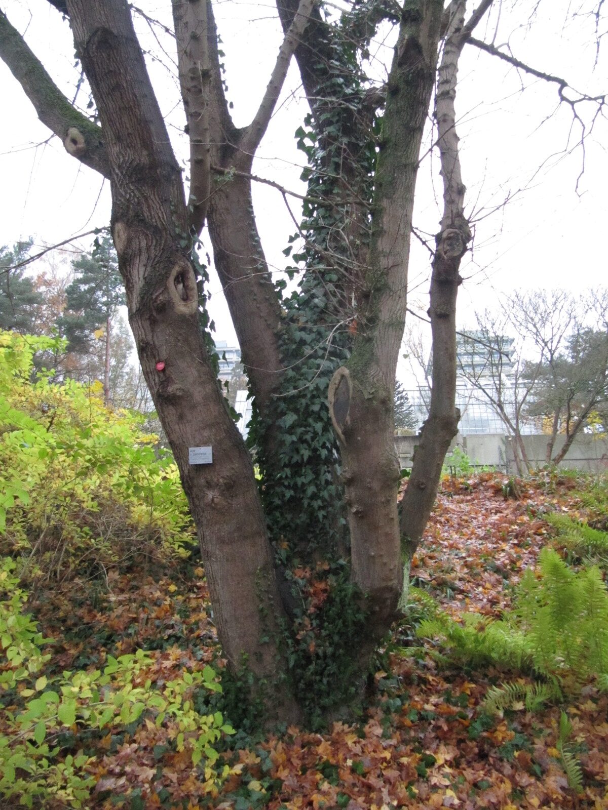 Acer × zoeschense - Bot. Garten Bochum - Nov. 2023