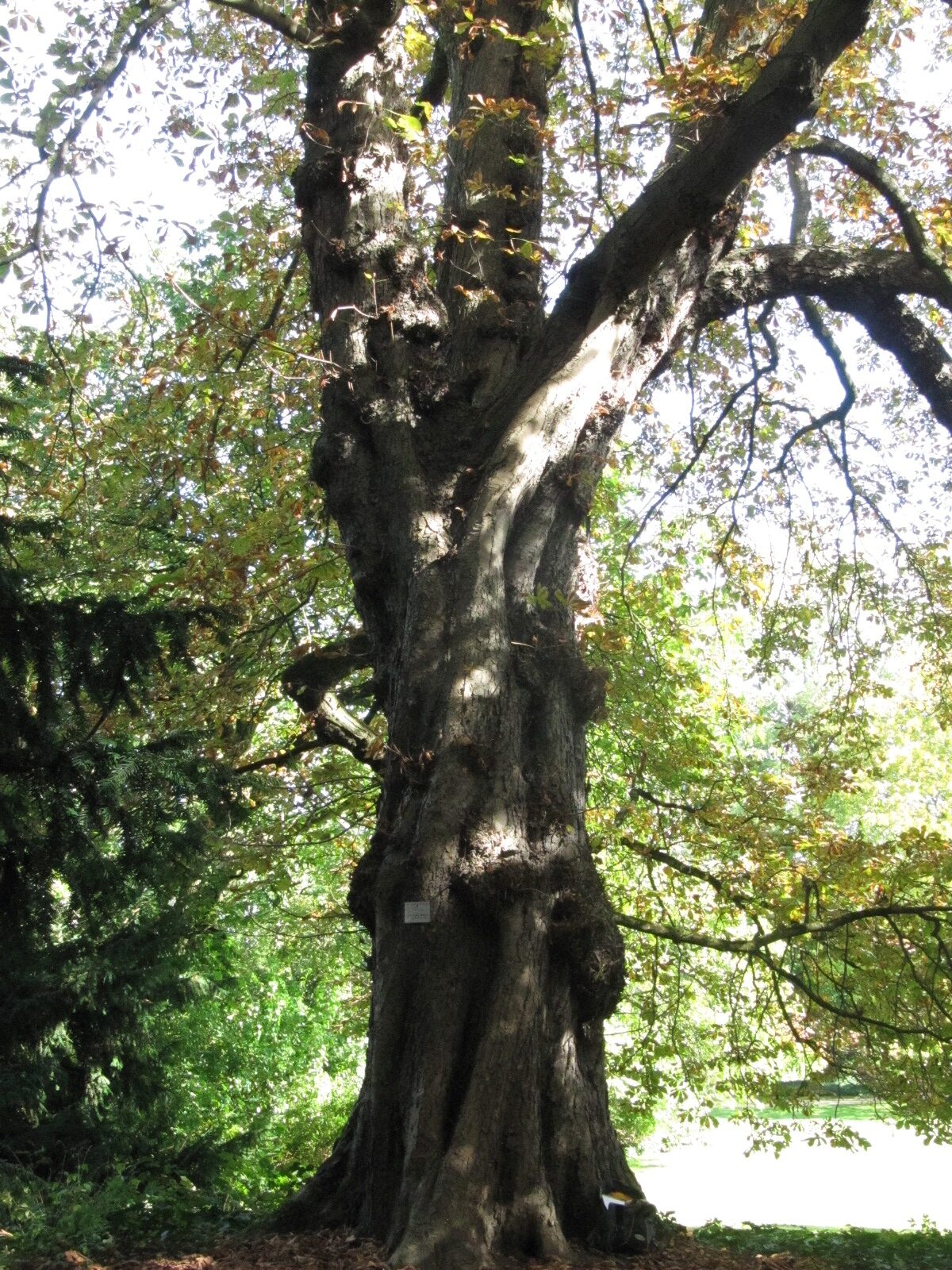 Aesculus hippocastanum ''Baumannii' - Flora Köln - Sept. 2023