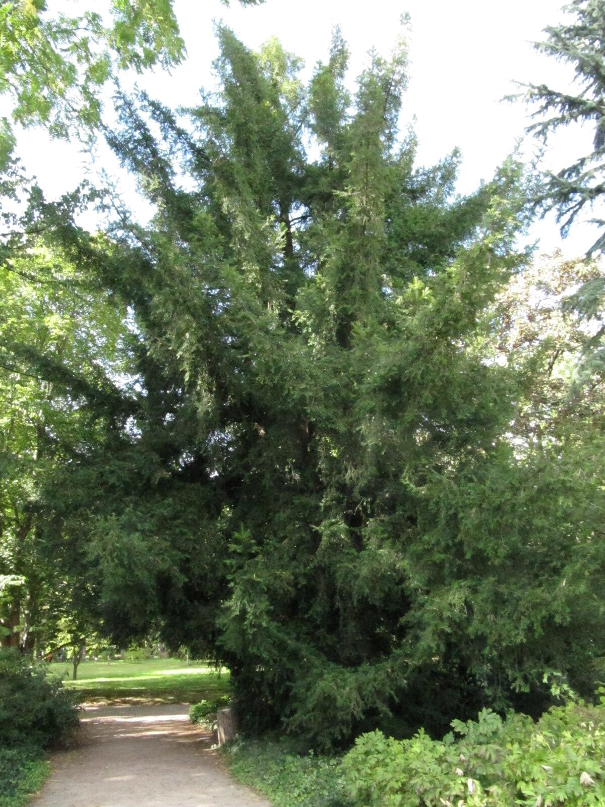 Torreya grandis - Flora Köln - Sept. 2023