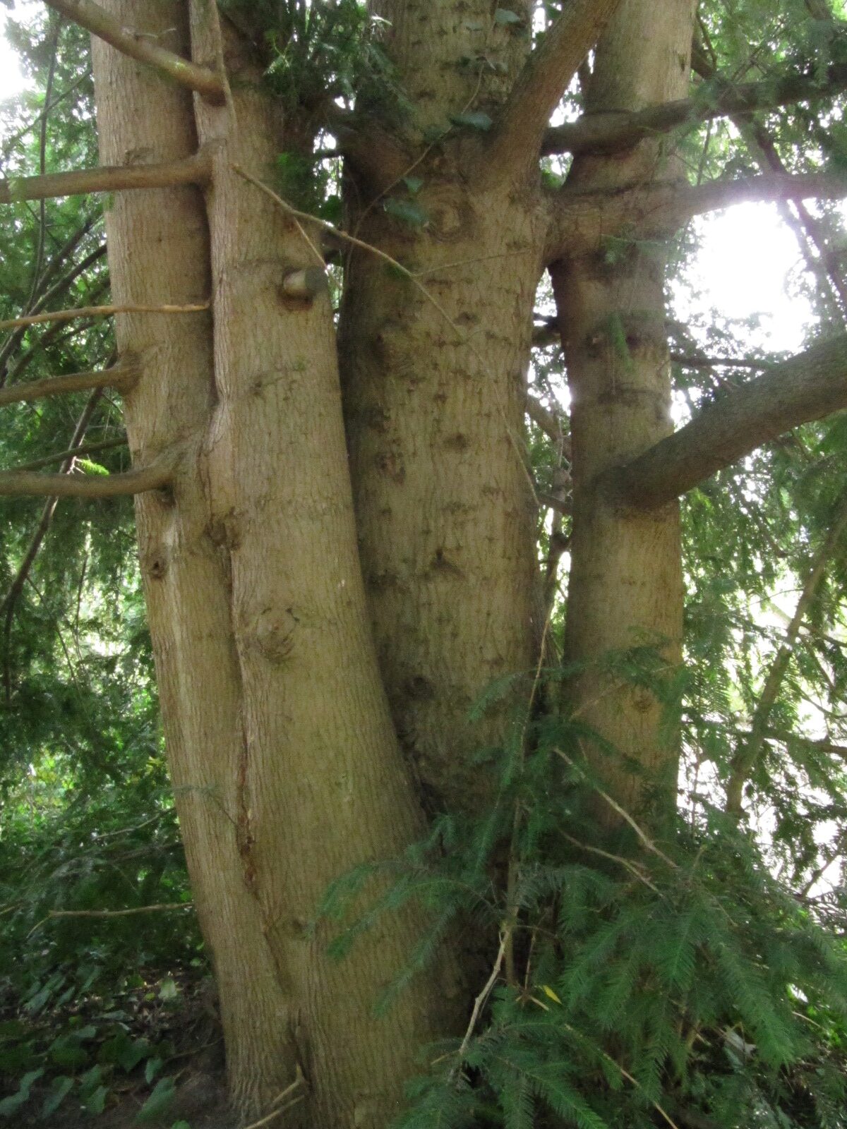Torreya grandis - Flora Köln - Sept. 2023