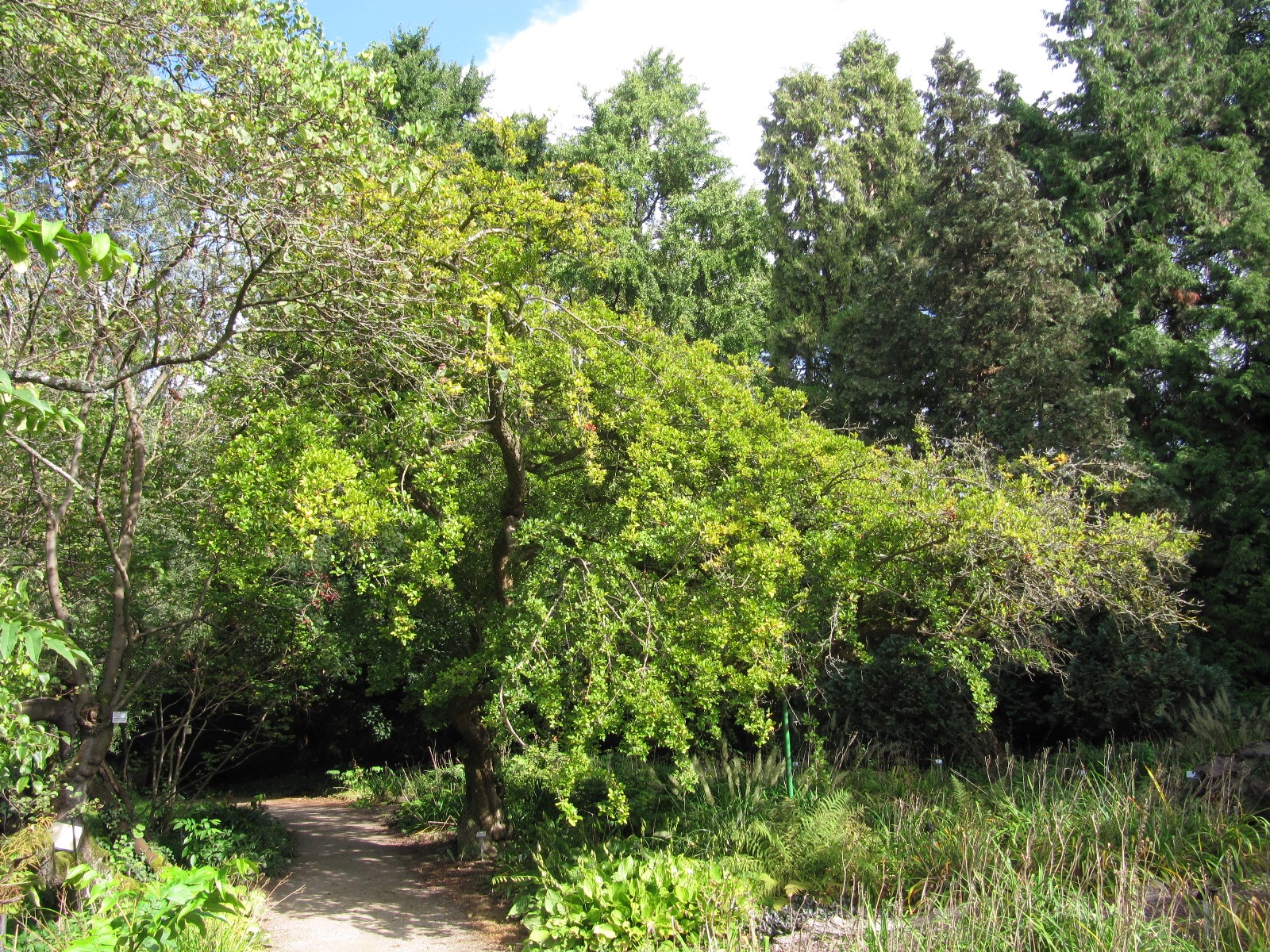 + Crataegomespilus dardarii - Flora Köln - Sept. 2023