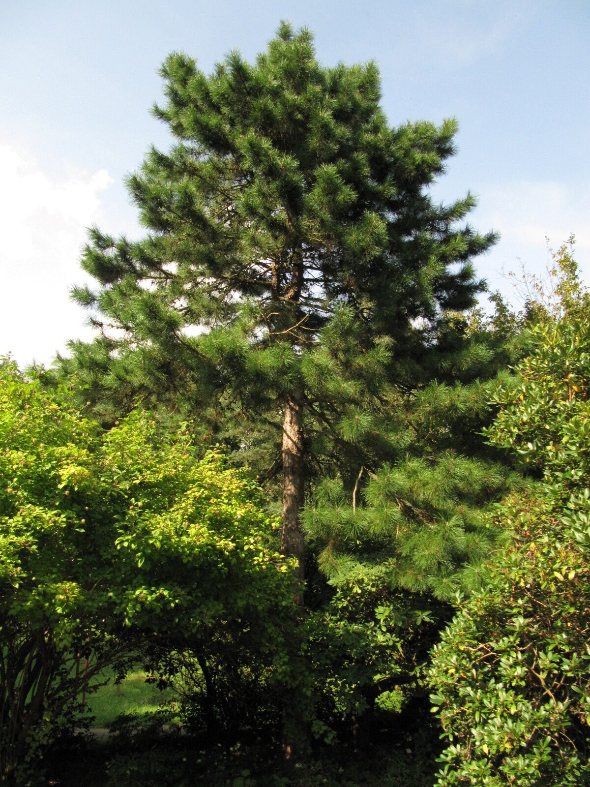 Pinus tabuliformis - Bot. Garten Bochum - Aug. 2023