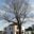 11068