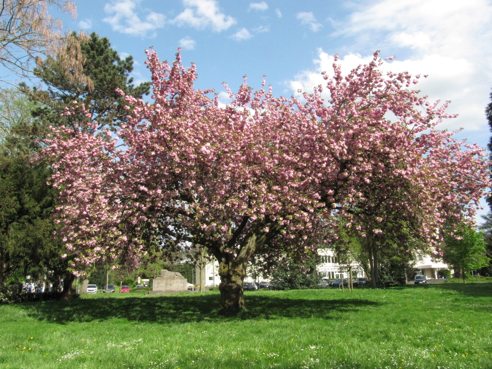 Prunus serrulata 'Kanzan' - Bad Honnef Stadtgarten - April 2024