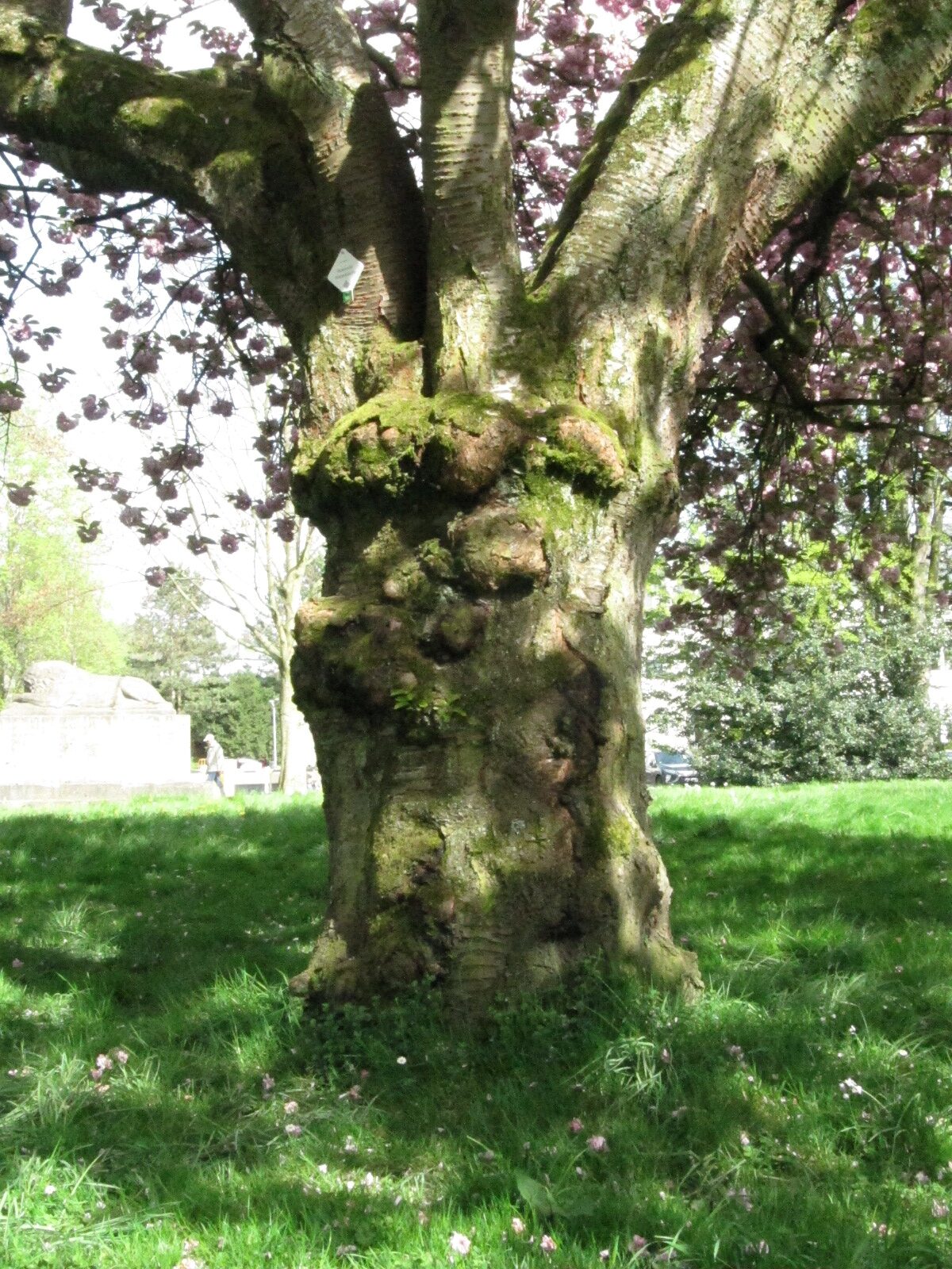 Prunus serrulata 'Kanzan' - Bad Honnef Stadtgarten - April 2024