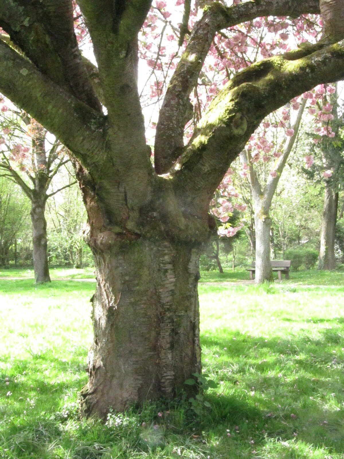 Prunus serrulata 'Kanzan' - Bad Honnef Stadtgarten - April 2024
