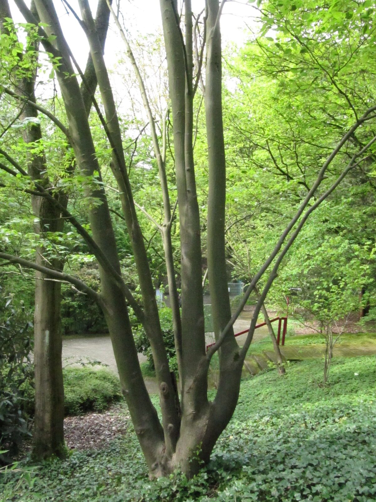 Acer davidii ssp. grosseri - Bot. Garten Bochum - April 2024