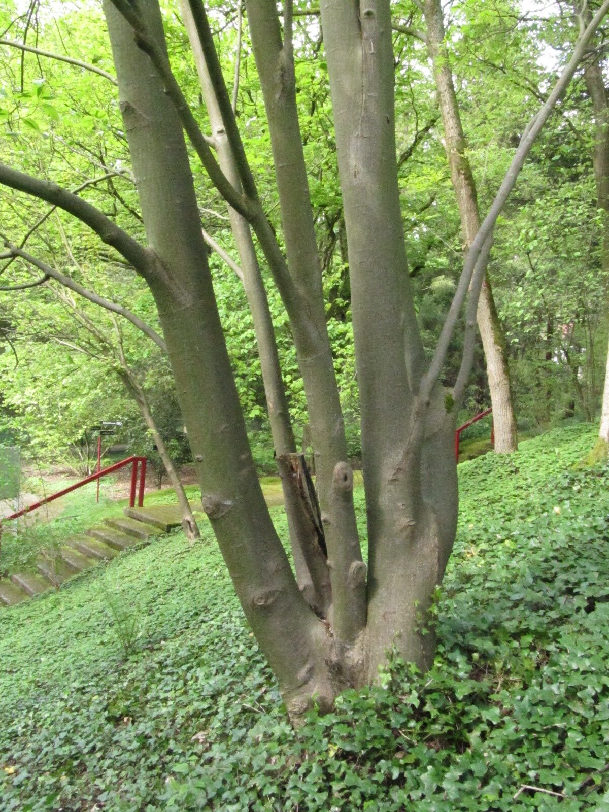 Acer davidii ssp. grosseri - Bot. Garten Bochum - April 2024