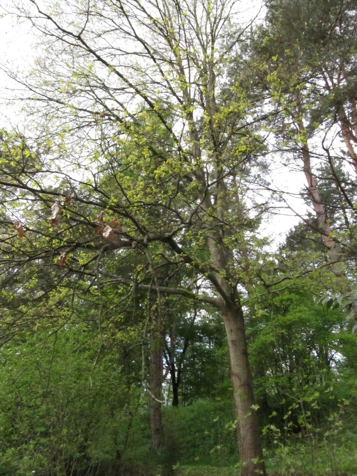Quercus libani - Bot. Garten Bochum - April 2024