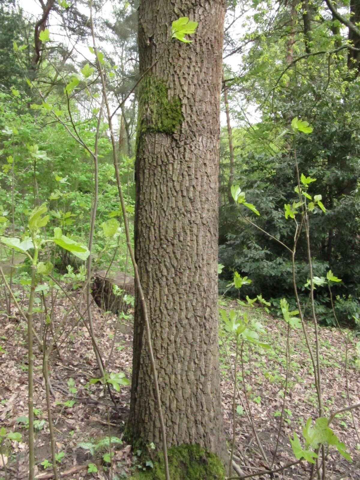 Quercus libani - Bot. Garten Bochum - April 2024