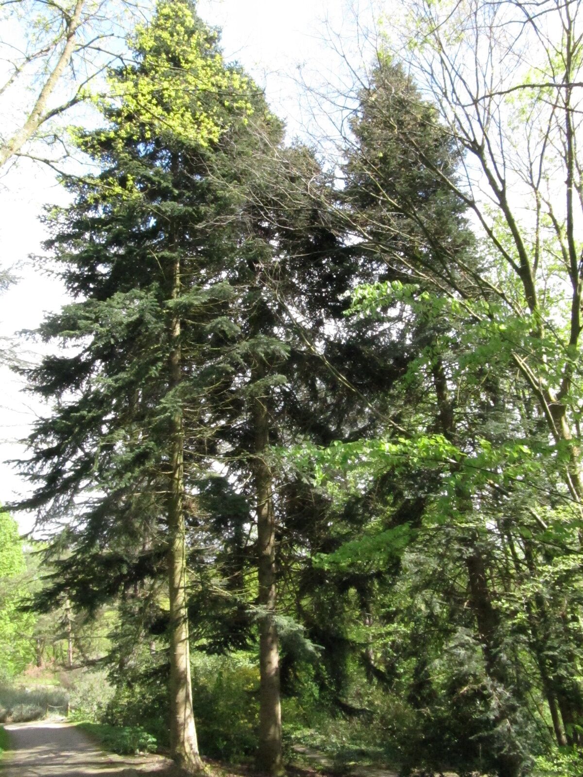 Abies nordmanniana - Bot. Garten Bochum - April 2024
