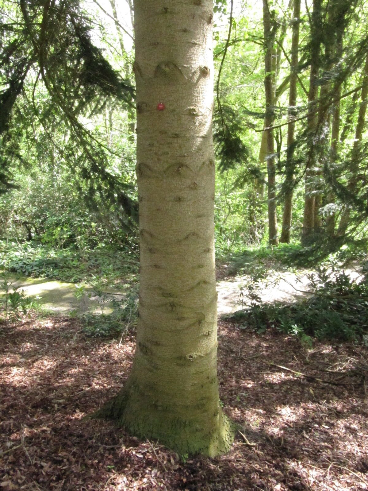 Abies nordmanniana - Bot. Garten Bochum - April 2024