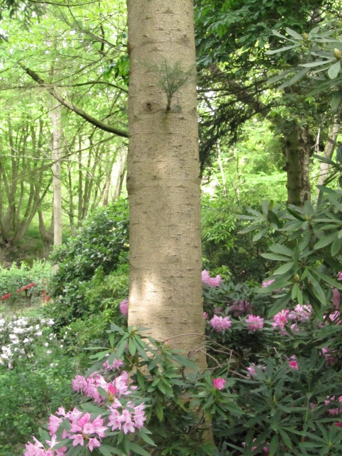 Abies veitchii - Bot. Garten Bochum - April 2024
