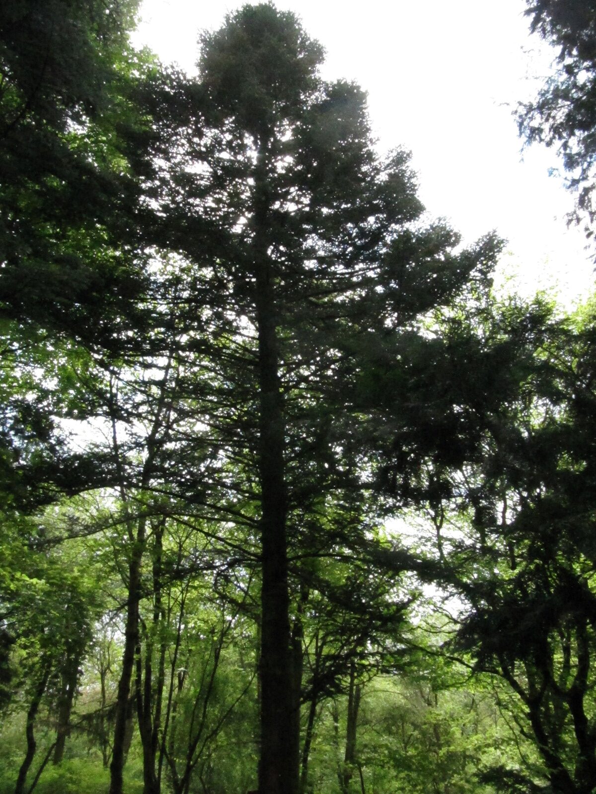 Abies homolepis - Bot. Garten Bochum - April 2024