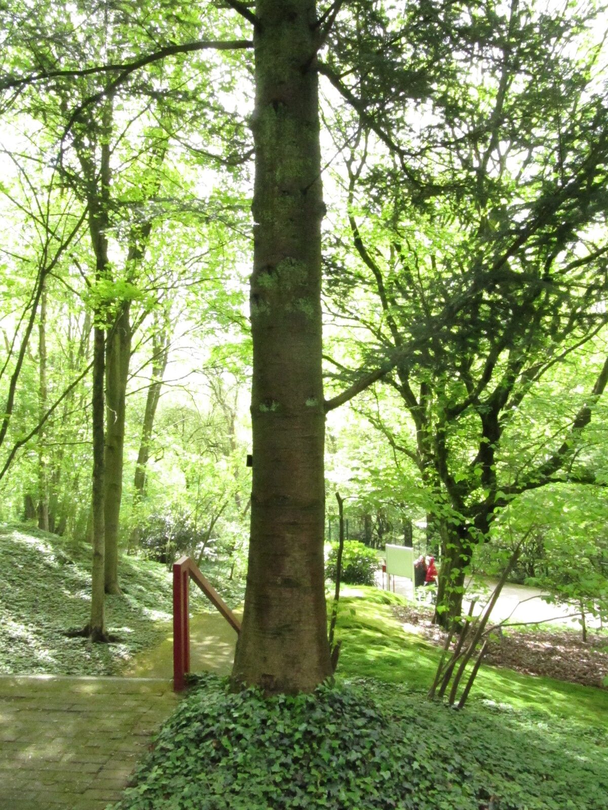 Abies homolepis - Bot. Garten Bochum - April 2024