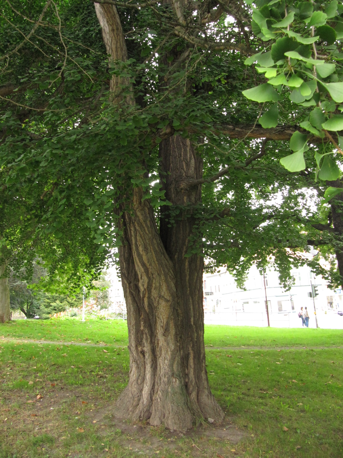 Gingko biloba - Mühlhausen - Sept. 2021
