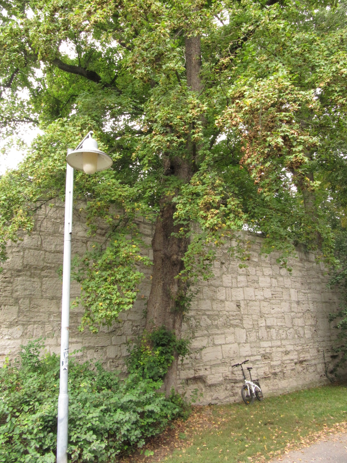 Acer campestre - Mühlhausen - Sept. 2021