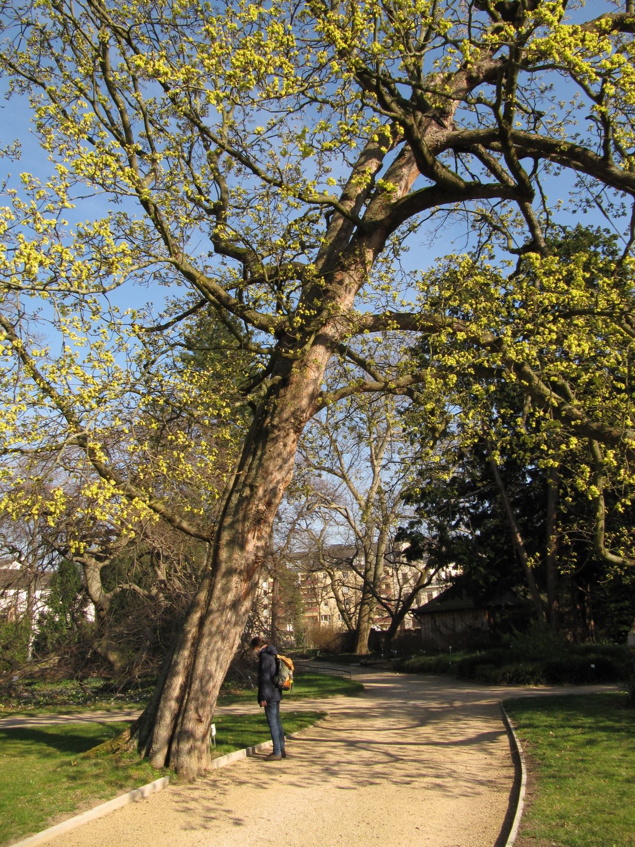 Acer opalus subsp. obtusatum - Bonn - März 2022