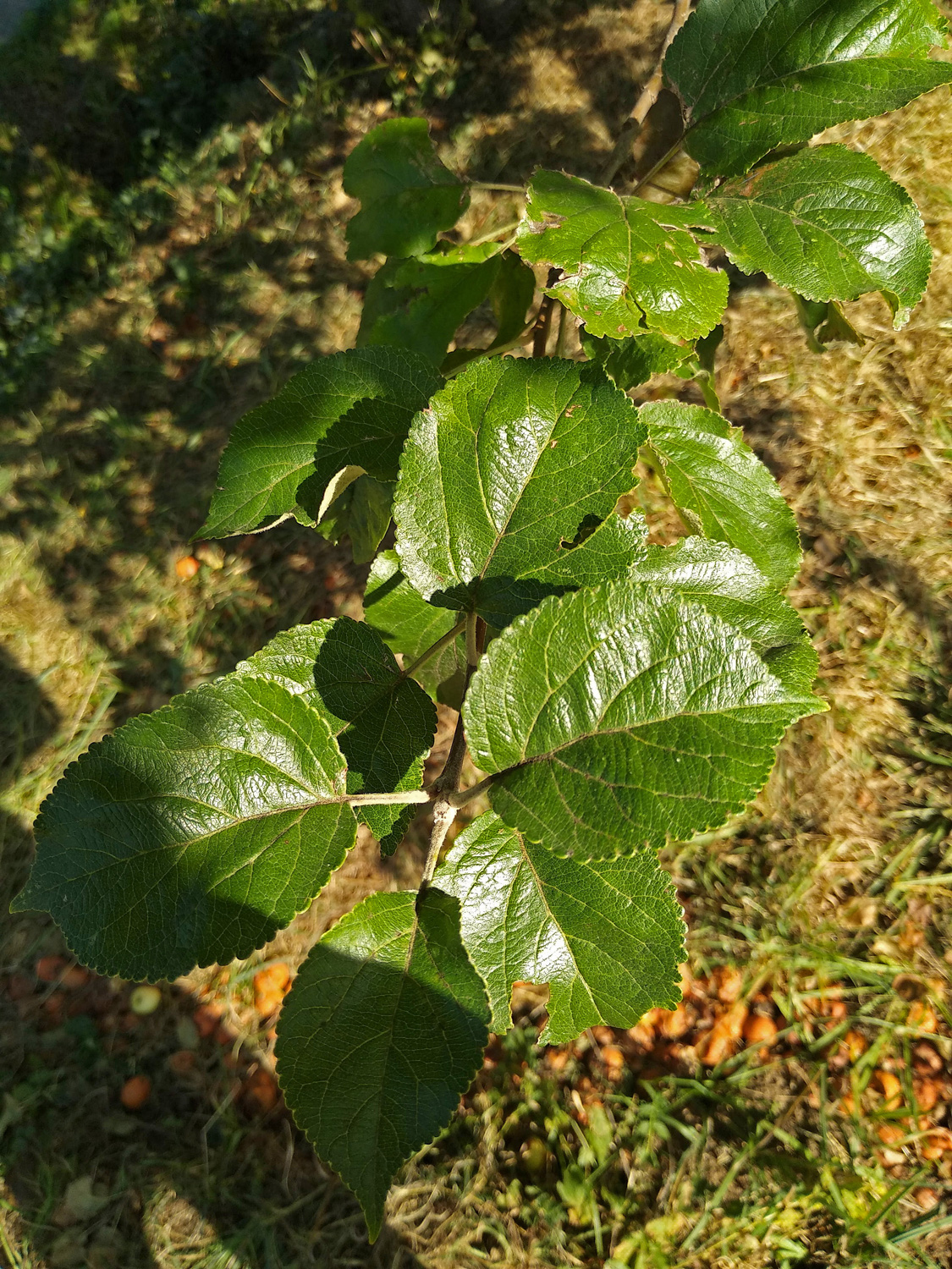 Malus domestica 'Spätblühender Taffetapfel' - Kusterdingen - Okt. 2023