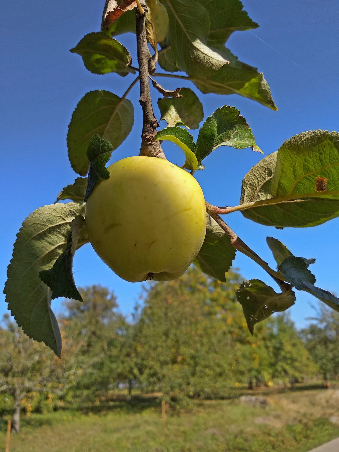 Malus domestica 'Spätblühender Taffetapfel' - Kusterdingen - Okt. 2023