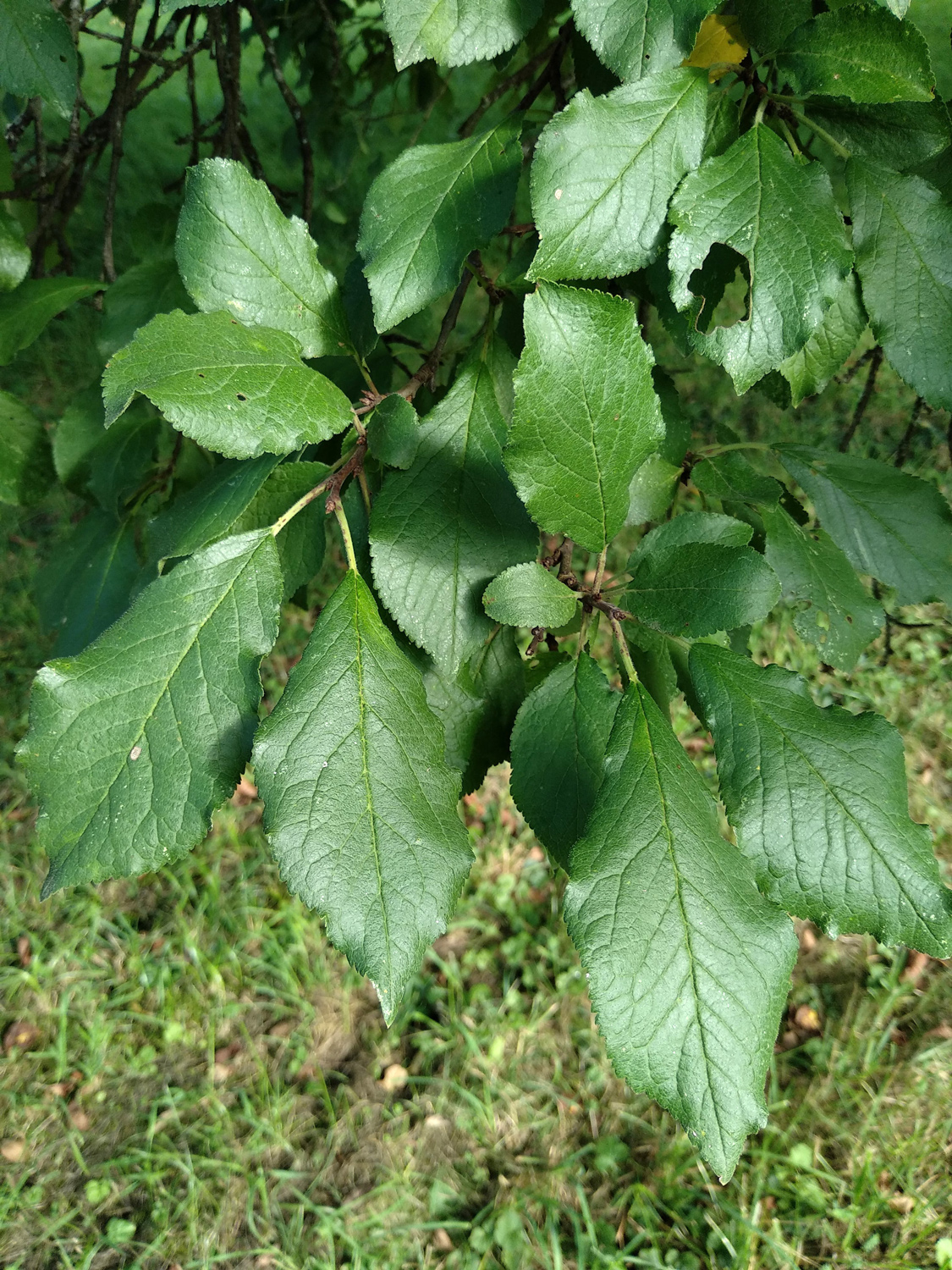 Prunus domestica 'Hauszwetschge' - Gomaringen - Sept. 2023
