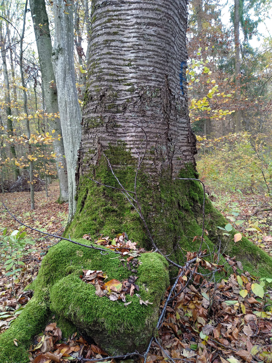 Prunus avium subsp. avium - Kusterdingen - Nov. 2023