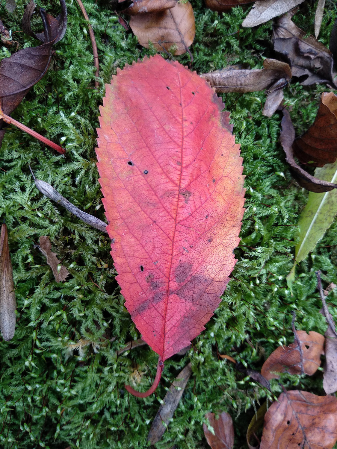 Prunus avium subsp. avium - Kusterdingen - Nov. 2023