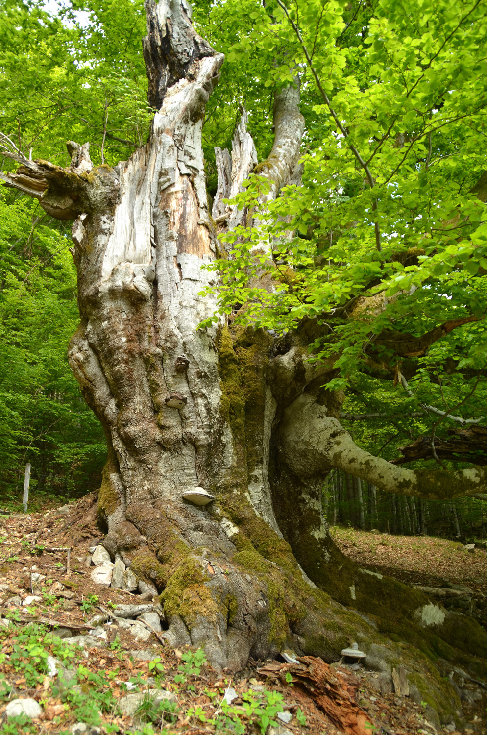 Fagus sylvatica - Utzenfeld - Juni 2021