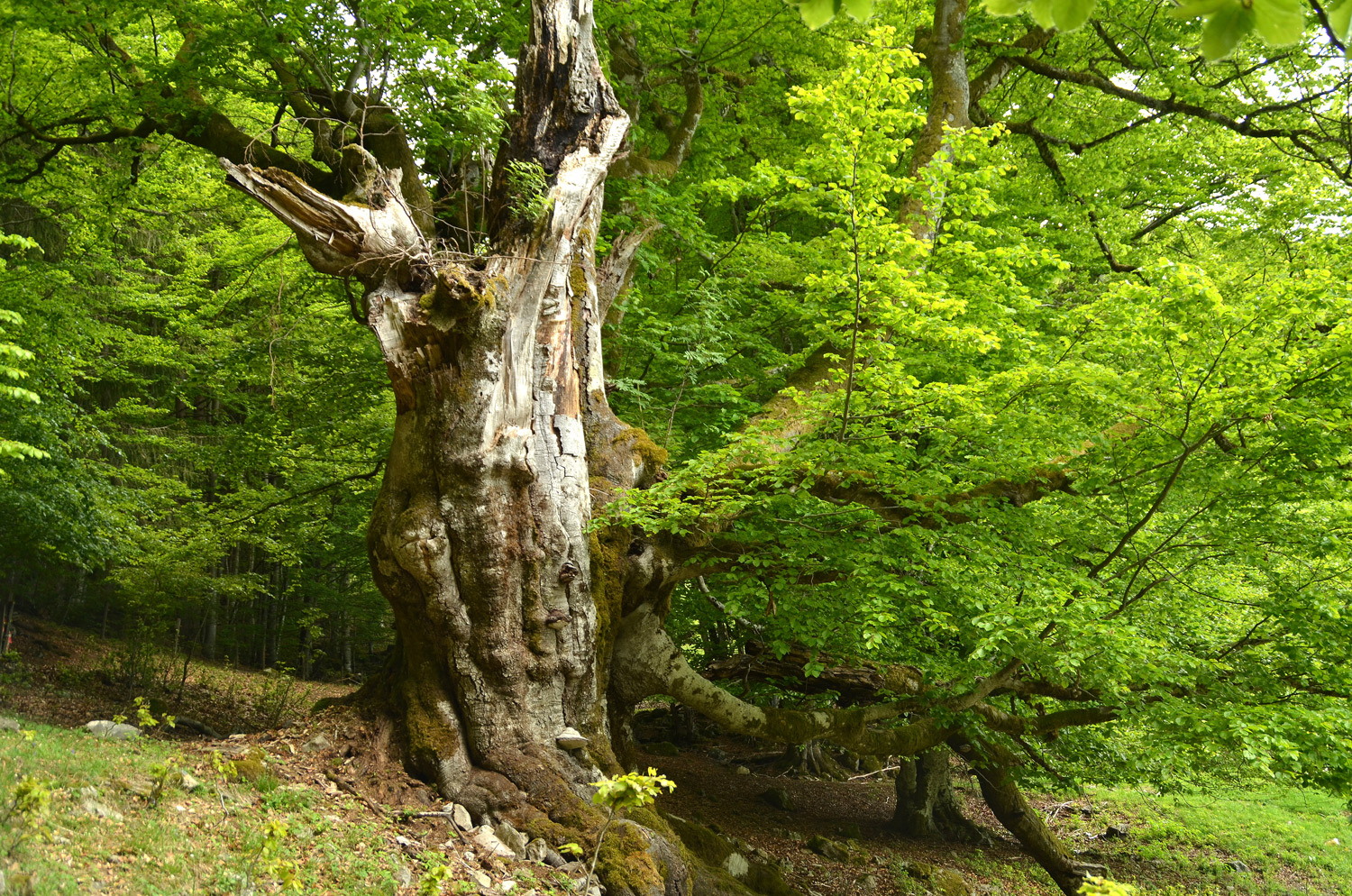 Fagus sylvatica - Utzenfeld - Juni 2021