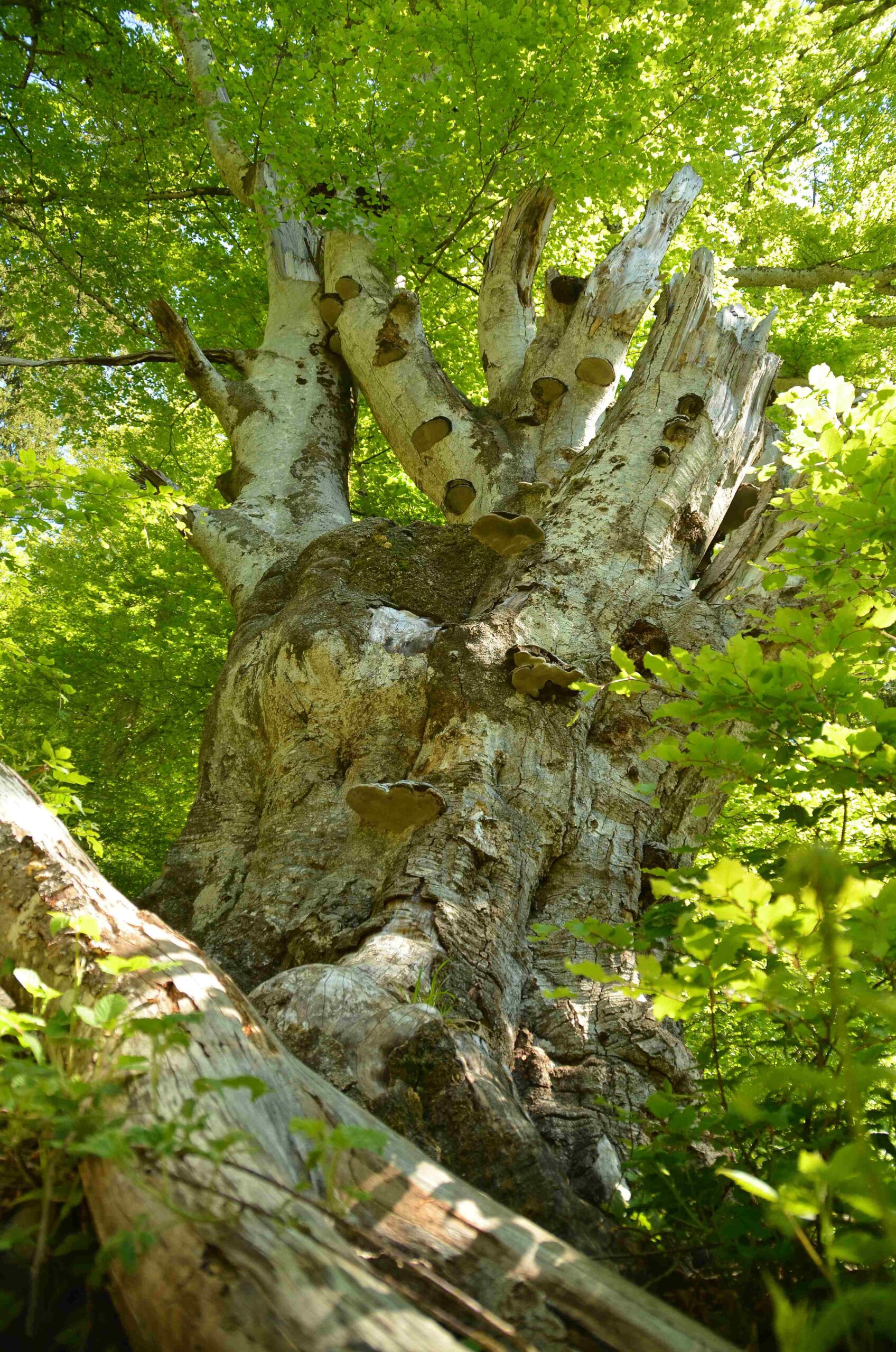 Fagus sylvatica - Todtnau - Juni 2021