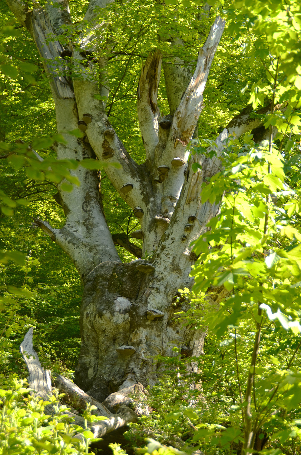 Fagus sylvatica - Todtnau - Juni 2021