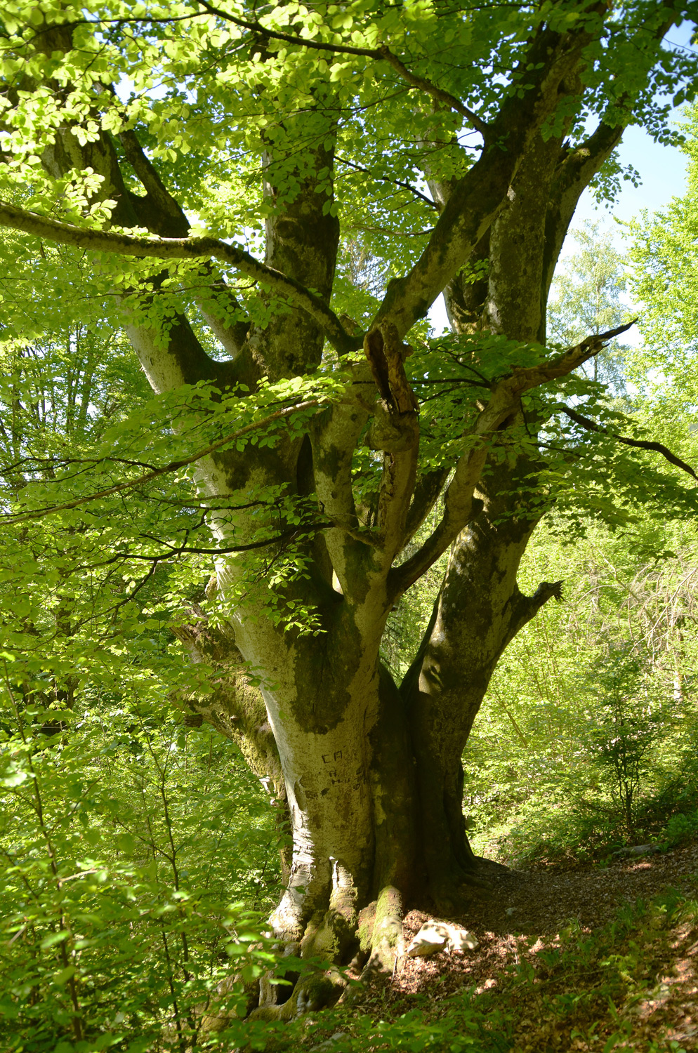 Fagus sylvatica - Todtnau - Juni 2021