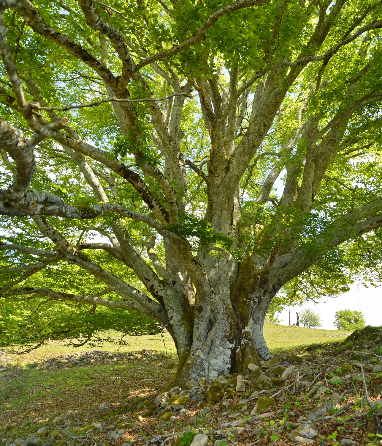 Fagus sylvatica - Utzenfeld - Juni 2021