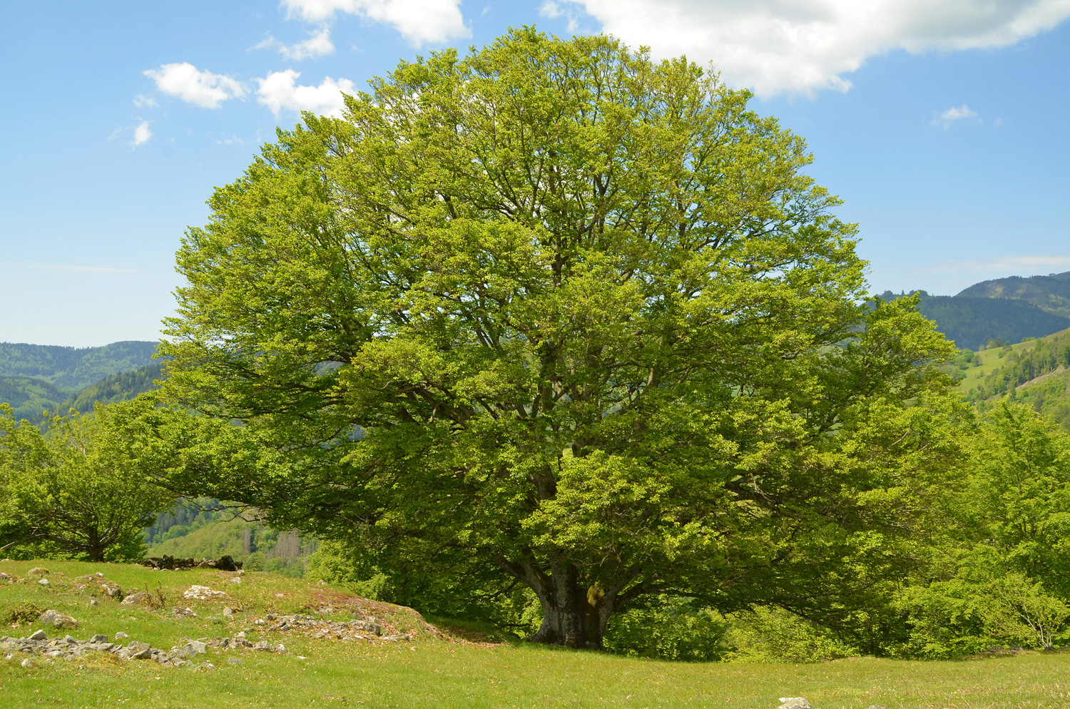 Fagus sylvatica - Utzenfeld - Juni 2021