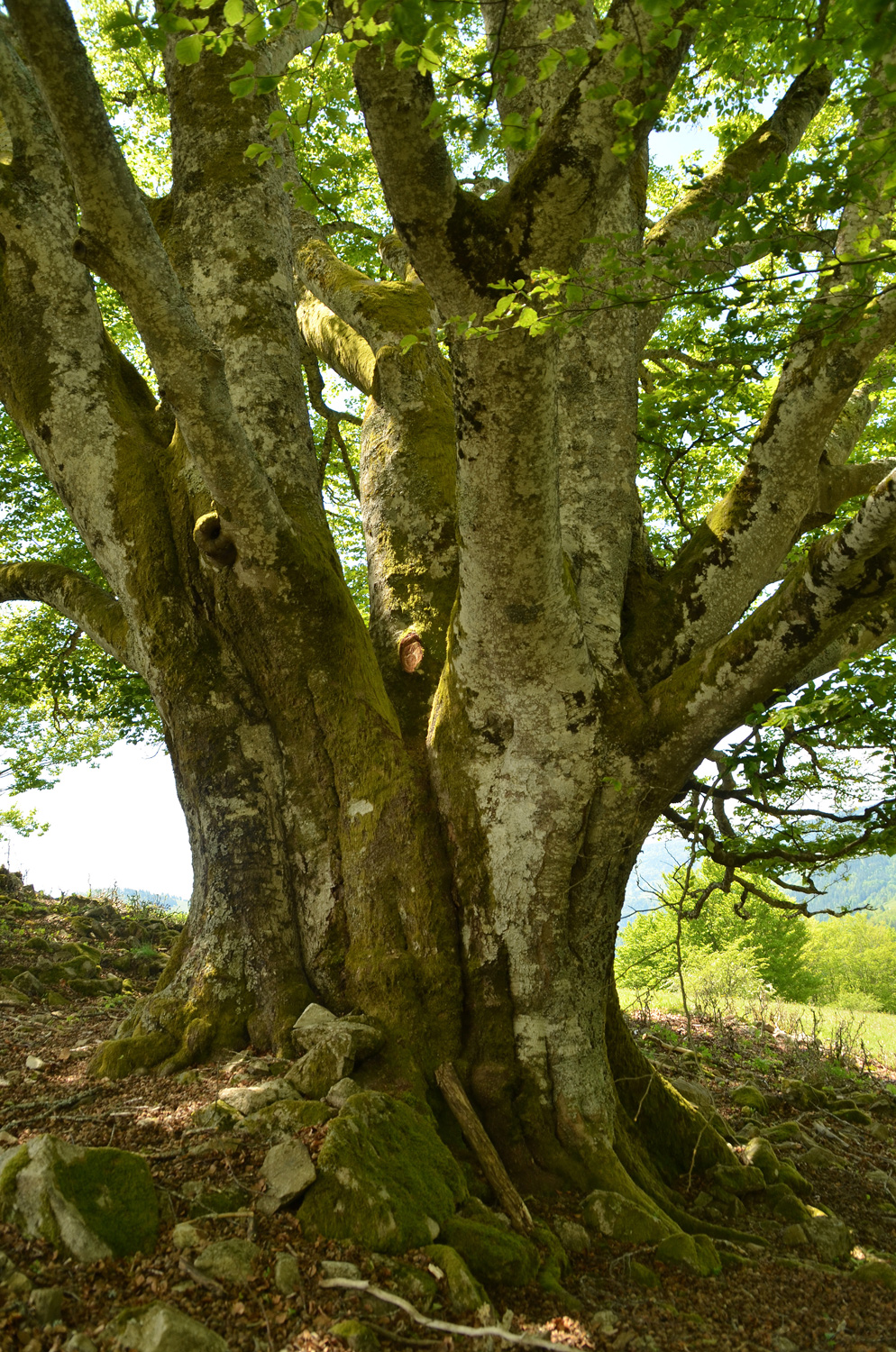Fagus sylvatica - Utzenfeld - Juni 2021