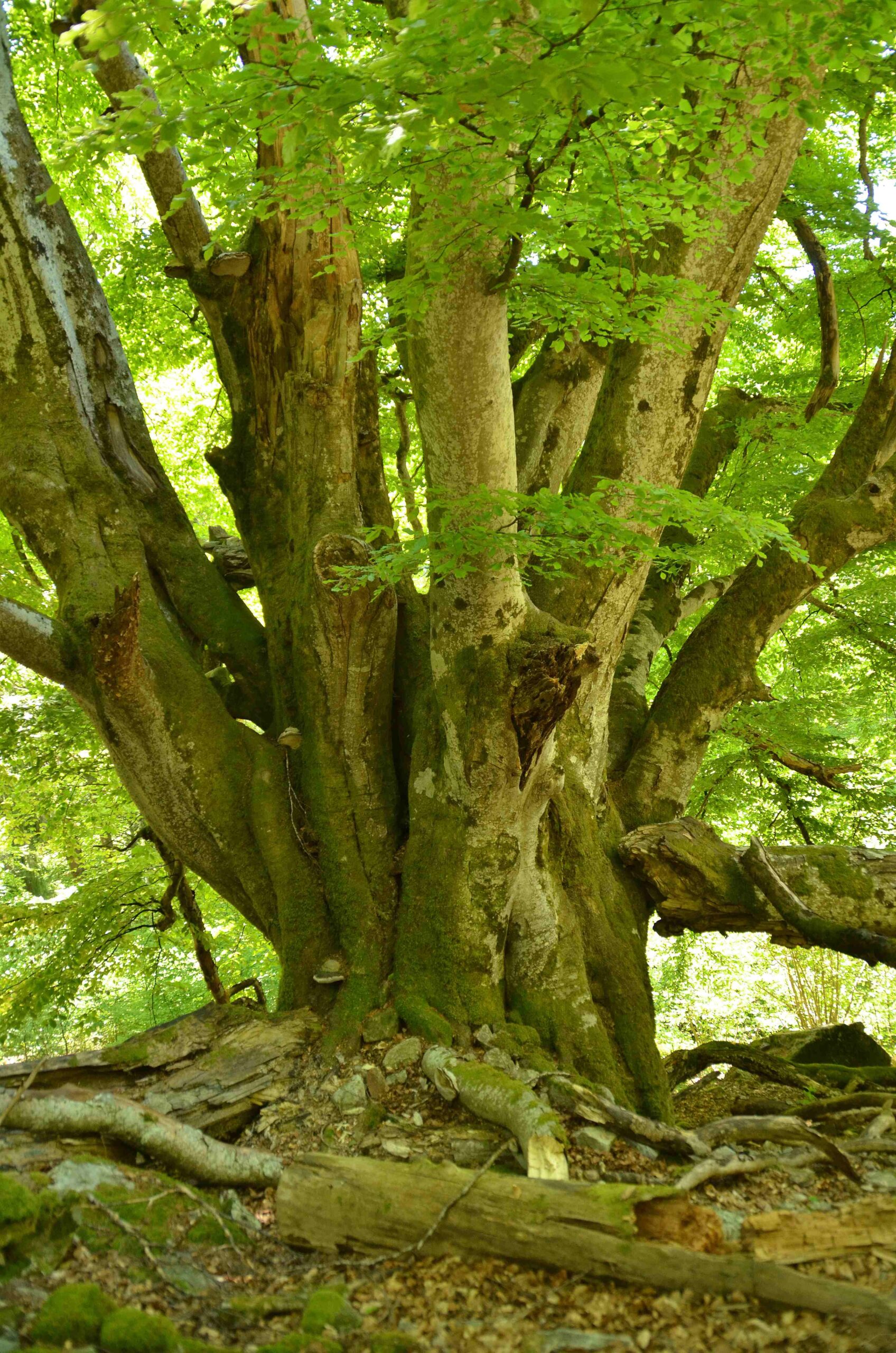 Fagus sylvatica - Todtnau - Juni 2021