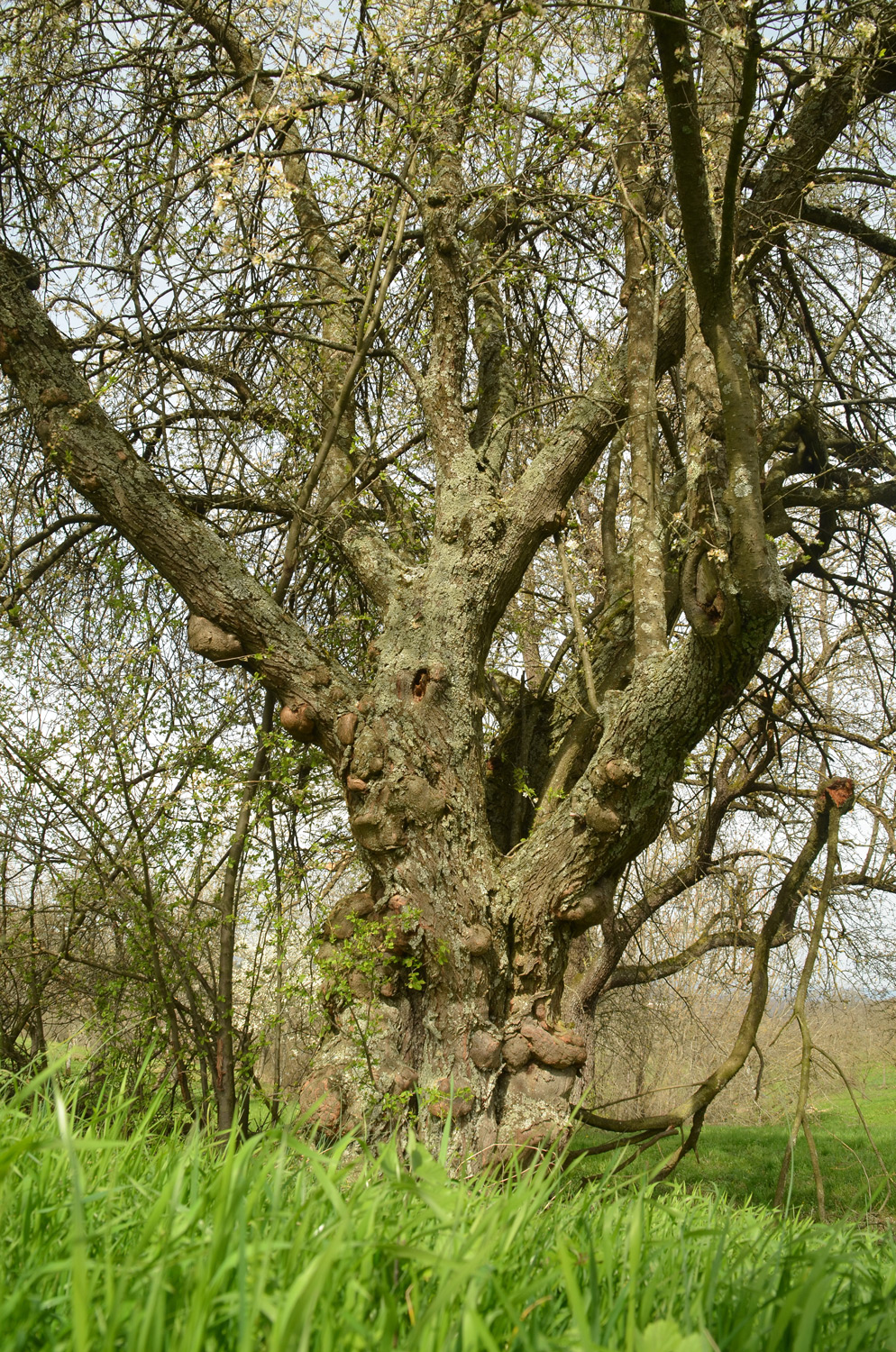 Prunus cerasifera - Kohlberg - März 2024