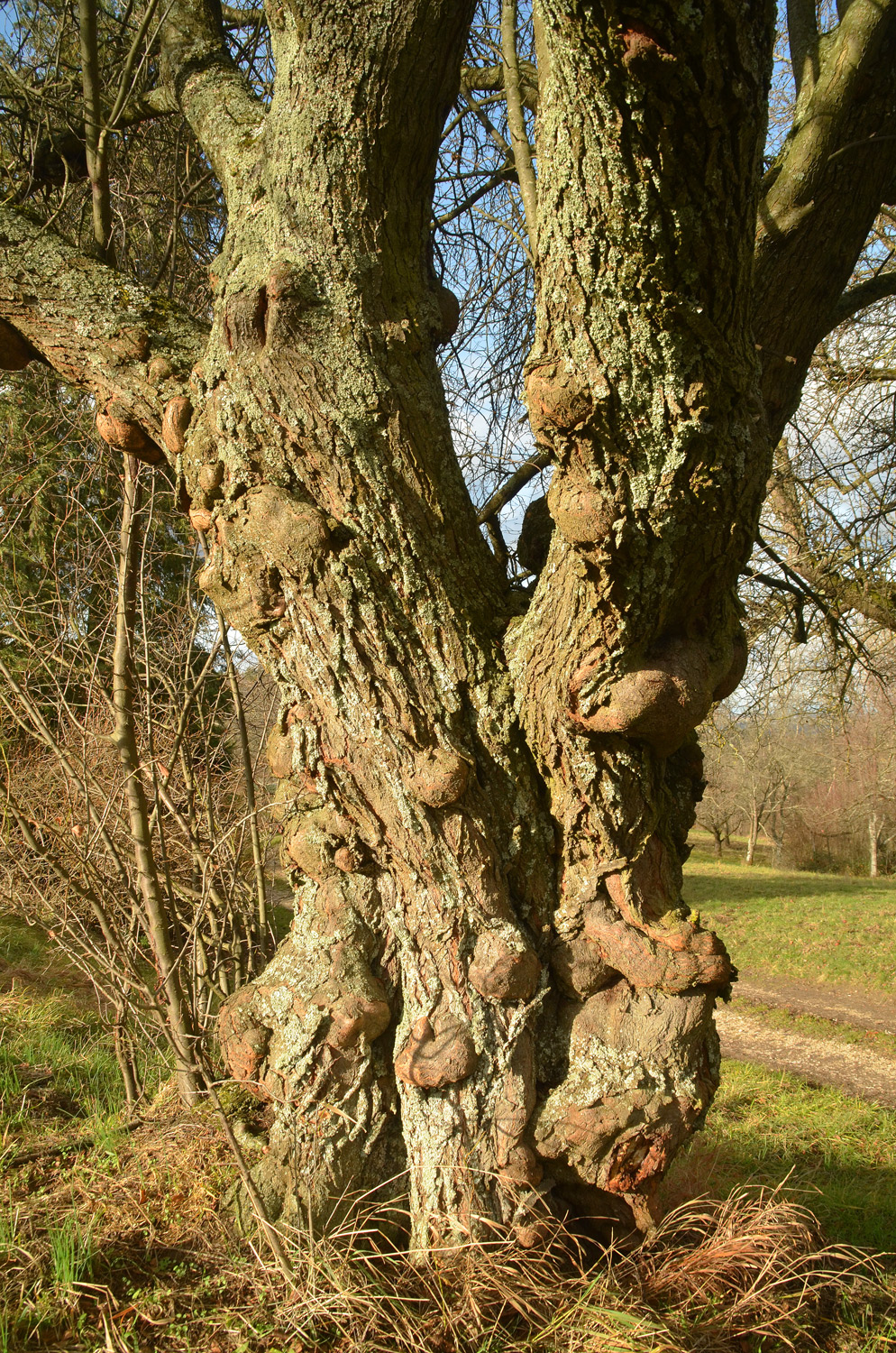Prunus cerasifera - Kohlberg - Dez. 2023