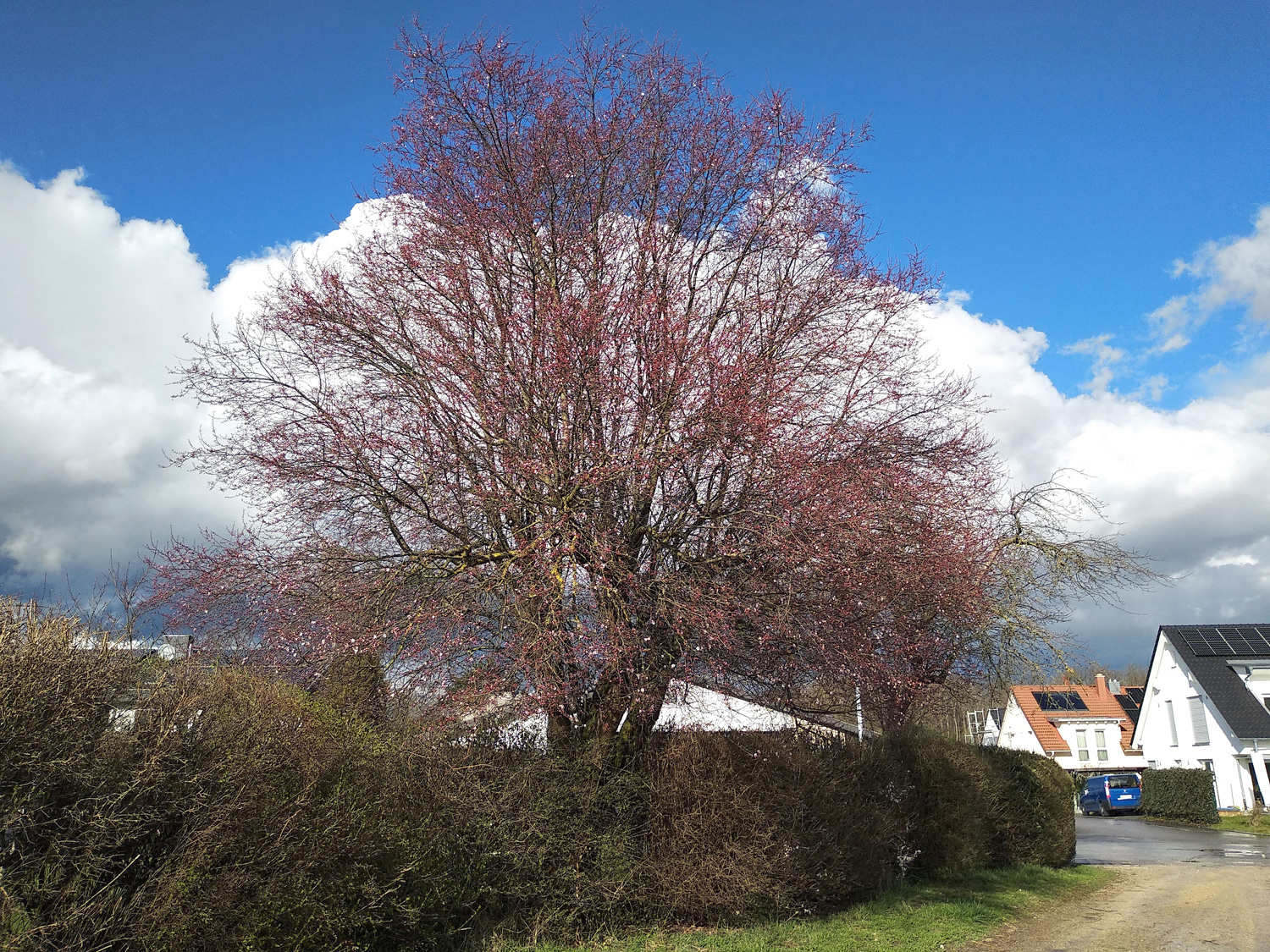 Prunus cerasifera, Sämling - Kusterdingen - März 2024
