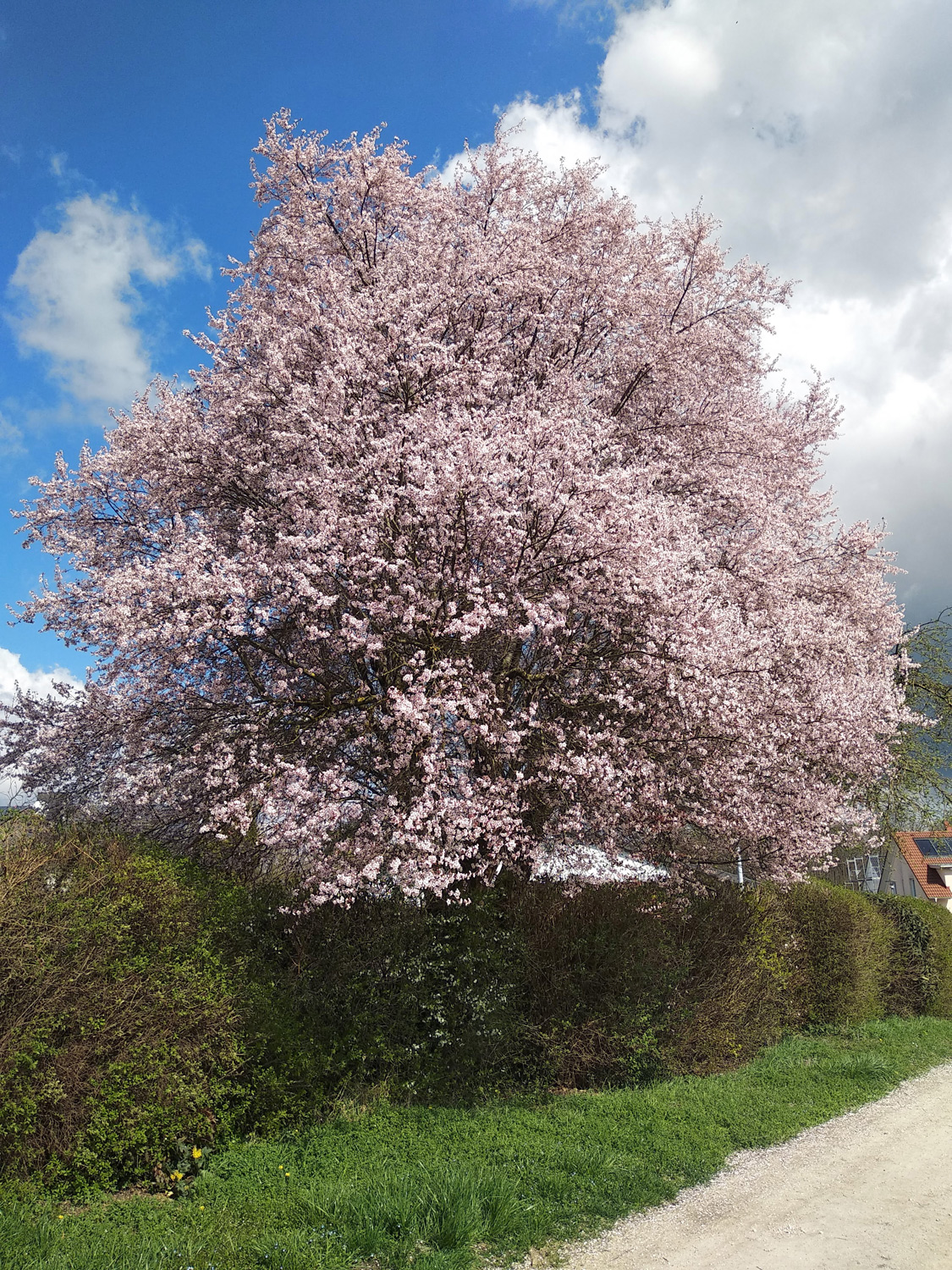 Prunus cerasifera, Sämling - Kusterdingen - März 2024