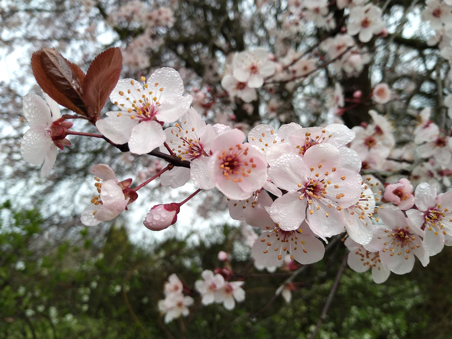 Prunus cerasifera, Sämling - Kusterdingen - März 2024